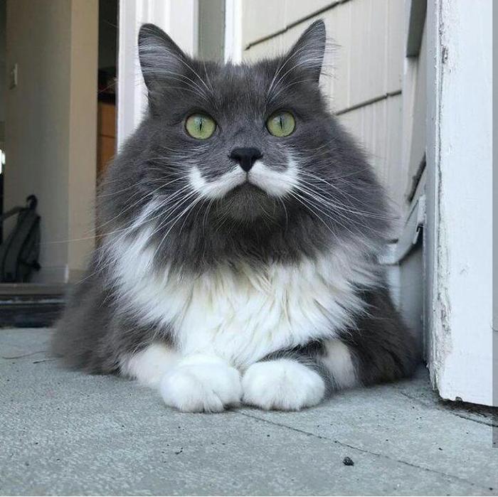 Усатый Кот